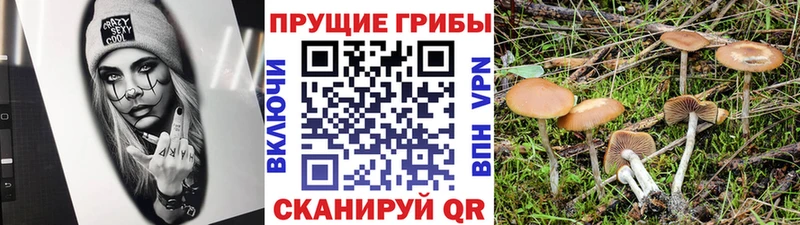Псилоцибиновые грибы GOLDEN TEACHER  где купить наркоту  Пойковский 